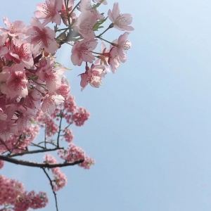早櫻盛放 2019上海櫻花節今天開幕