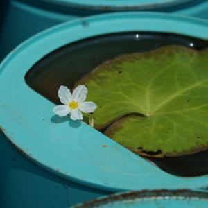 水葫蘆、星光草...辰山植物園將1200個空奶粉罐變身創意植物景觀