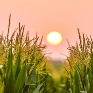 東方風(fēng)來暖人間——習(xí)近平“兩會(huì)時(shí)間”讓世界理解“中國(guó)之治”