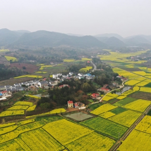 湖北荊門：油菜花開鄉村美