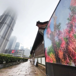 上海一周區(qū)情：春色如許油菜花開(kāi)遍地醉人游 樂(lè)享野趣探尋鄉(xiāng)村文旅“新風(fēng)尚”